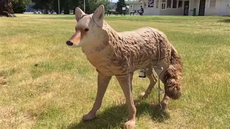 what are fake coyotes used for